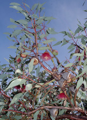 Eucalyptus pyriformis