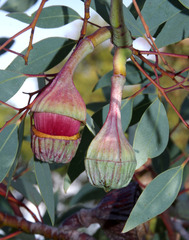 Eucalyptus pyriformis