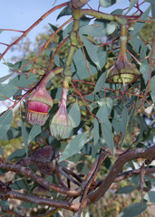 Eucalyptus pyriformis