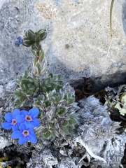 Eritrichium aretioides