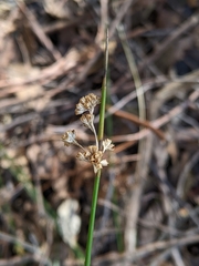 Juncus gregiflorus