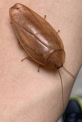 Pseudophoraspis nebulosa