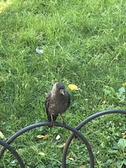 Corvus monedula