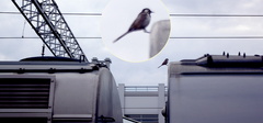 Motacilla alba