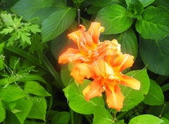 Hemerocallis fulva kwanso