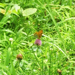 Argynnis kamala