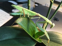 Hierodula