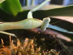 Hierodula