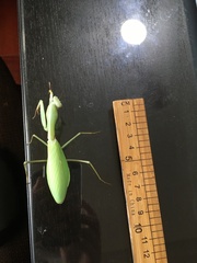 Hierodula