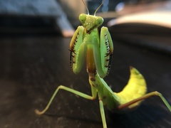 Hierodula