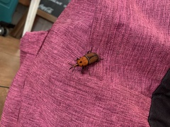Rhynchophorus ferrugineus