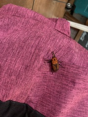 Rhynchophorus ferrugineus