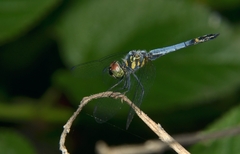 Brachydiplax farinosa