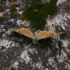 Lasiommata schakra