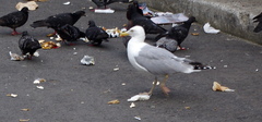 Larus argentatus