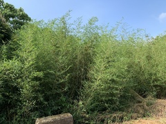 Phyllostachys makinoi