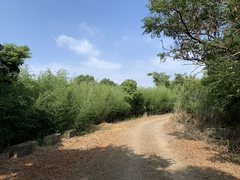 Phyllostachys makinoi