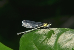 Onychargia atrocyana