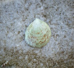 Acrosterigma kerslakae