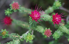 Darwinia oldfieldii