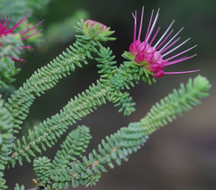 Darwinia oldfieldii