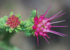 Darwinia oldfieldii