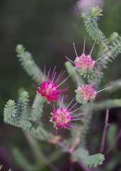 Darwinia oldfieldii