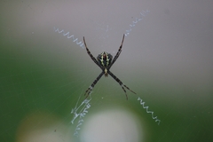 Argiope