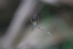 Argiope