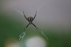 Argiope