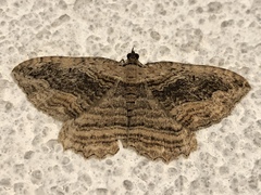 Philereme transversata