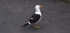 Larus fuscus