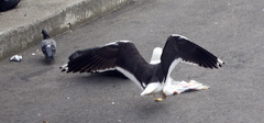 Larus fuscus