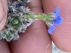 Eritrichium aretioides