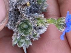 Eritrichium aretioides