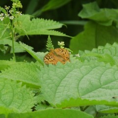 Argynnis kamala