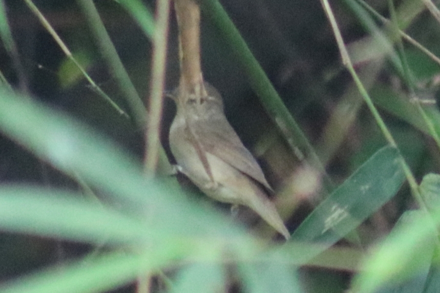 Blyth's Reed Warbler