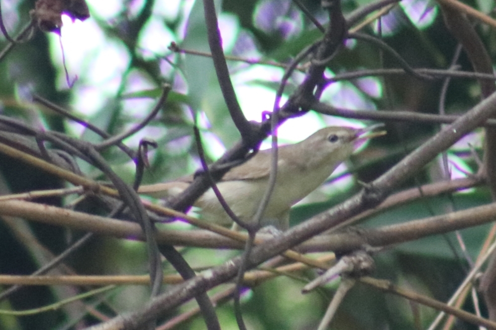 Blyth's Reed Warbler