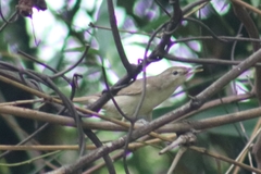 Acrocephalus dumetorum