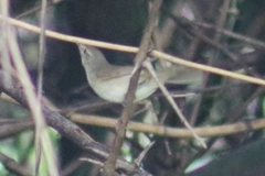 Acrocephalus dumetorum