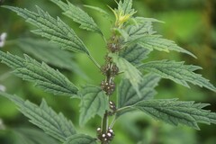 Leonureae