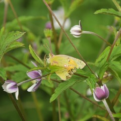Colias fieldii