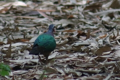Chalcophaps indica