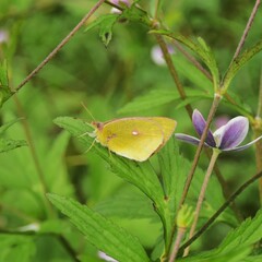 Colias fieldii