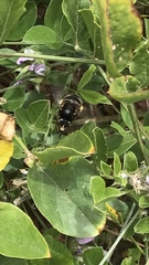 Amegilla quadrifasciata maderae