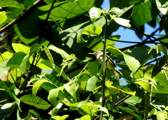 Orthotomus