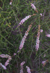 Scholtzia parviflora
