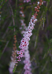 Scholtzia parviflora