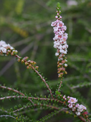 Scholtzia parviflora