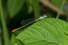 Ceriagrion cerinorubellum